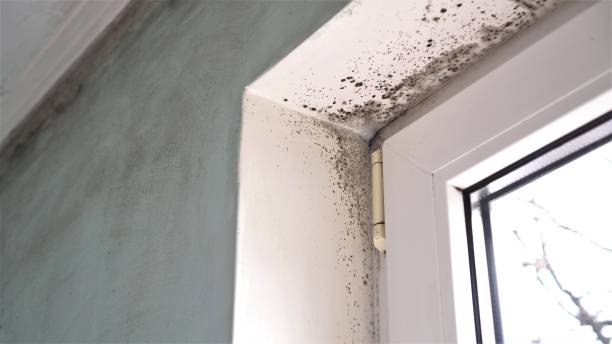 Best Toxic Mold Removal  in Theodore, AL