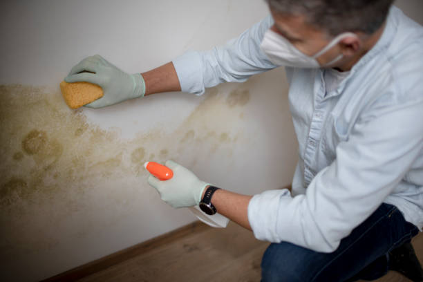 Best Commercial Mold Removal  in Theodore, AL