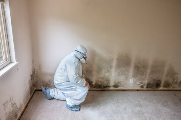 Best Commercial Mold Removal  in Theodore, AL