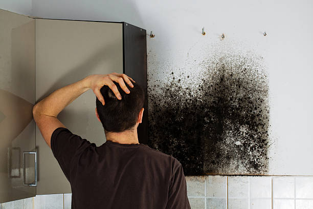 Best Toxic Mold Removal  in Theodore, AL
