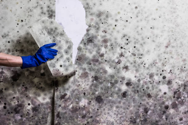 Professional Mold Removal in Theodore, AL